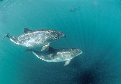 Vaquita Porpoise – "OCEAN TREASURES" Memorial Library