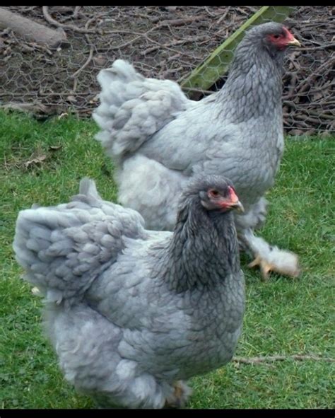 Miracle!See a Hen in Kenya that Lay Blue Eggs (photos) – Venas News