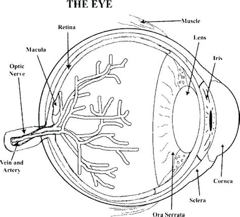 Eyeball Coloring Page at GetColorings.com | Free printable colorings ...