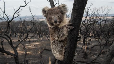 Bushfires: koala deaths a catastrophe but extinction a long way off ...