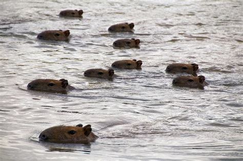 The Pantanal Safari: Capybara fun facts