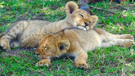 Two Lion Cubs Sleeping Without a Care. | Animaux et Felin