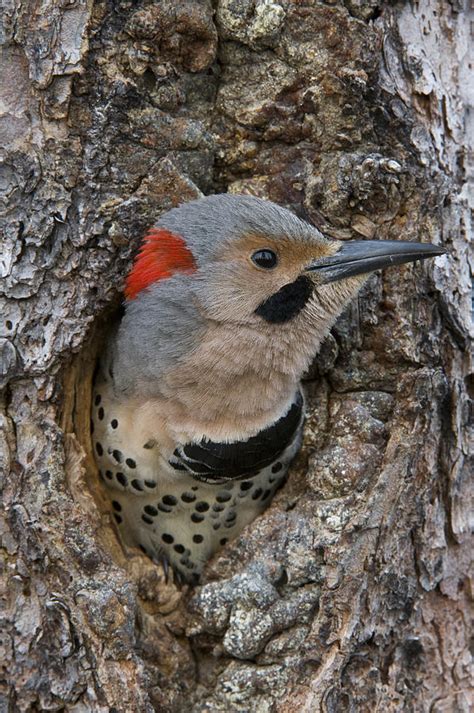 Northern Flicker In Nest Cavity Alaska Photograph by Michael Quinton