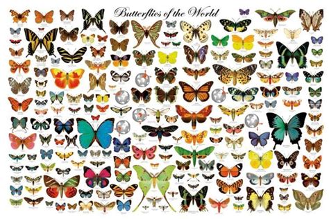 Beautiful Butterflies of the World Poster 24x36 - Off The Wall Toys and Gifts | Vintage ...