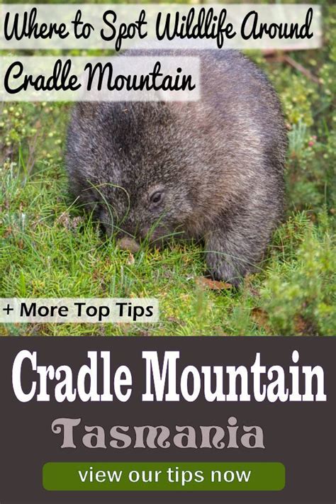 Wombats in Trowunna Wildlife Park (Tasmania) near Cradle Mountain ...