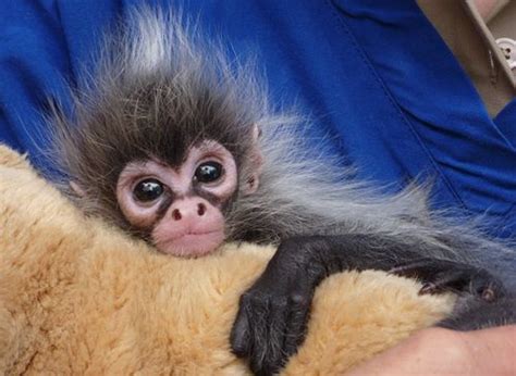 Meet Estela, the Hand-Reared Baby Spider Monkey - ZooBorns