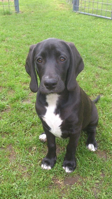 A Weimaraner x Beagle cross. Doesn't look too much like either breed, but you can still see a ...