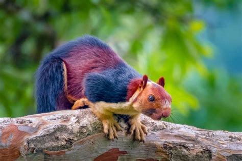 Parasite control: how to pick a Squirrel Removal firm? - Adventure review