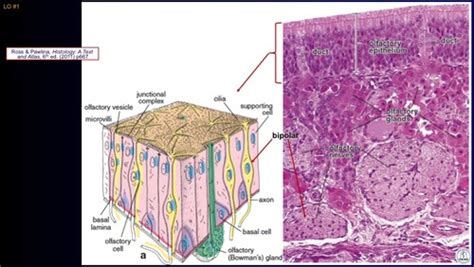 Histology of the nano-oral pharynx larynx Flashcards | Quizlet