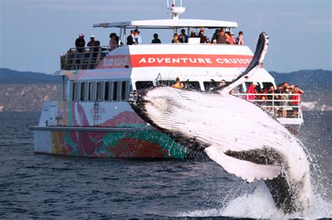 Half day Whale Watch| Whale Watch Tour Bookings