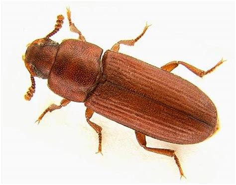 Factsheet - Tribolium castaneum (Herbst, 1797) - Red Flour Beetle