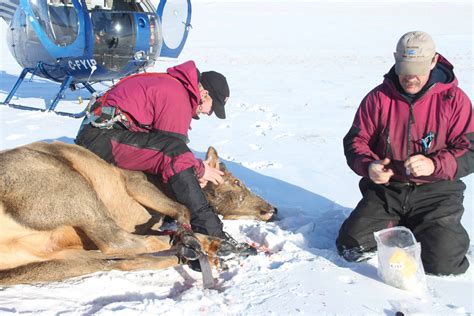 Study documents wolves’ role transforming Yellowstone | THE WILDLIFE SOCIETY