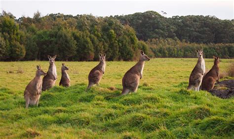 The Habitat Advocate new rural industries australia Archives - The ...