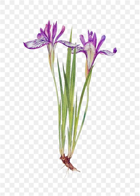 Purple Iris flower | Royalty free vector - 2098419