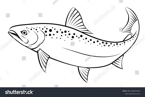 Black White Drawing Salmon Fish On Stock Vector (Royalty Free) 2085810622 | Shutterstock