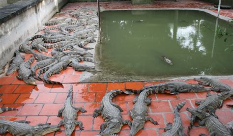 Long Xuyen crocodile farm