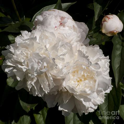 White Peony Photograph by M J - Fine Art America