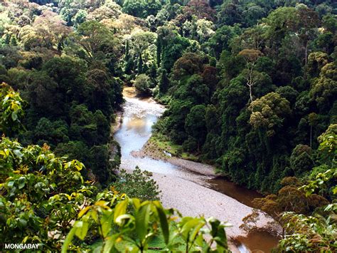 Tropical Rainforest Climate In The Philippines