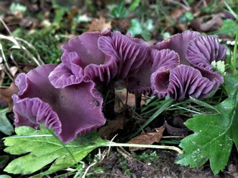 Amethyst Deceiver