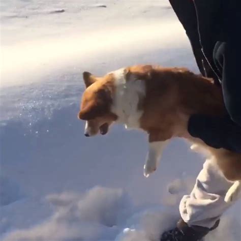 Dog Gets Thrown Out Of Plane Into Abyss | Dog gets thrown out of a ...