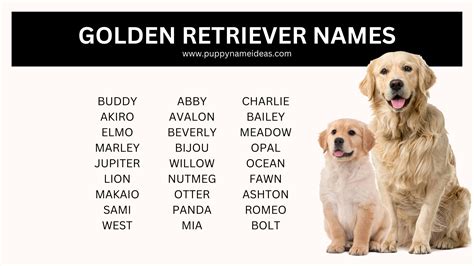 445+ Golden Retriever Names (With Meanings)