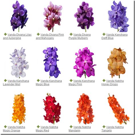 Vanda Orchid Colors | Orchid Flowers