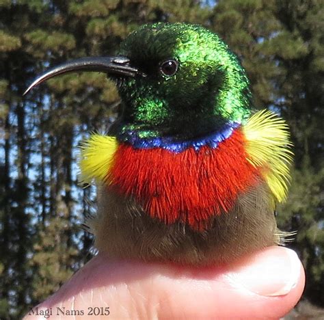 South African Birds: Double-collared Sunbird