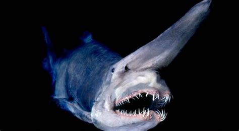 20 Facts to Get Acquainted with Goblin Sharks - Animal Hype