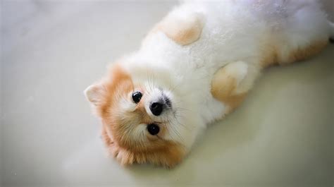 Pomeranian Dog Breed Characteristics and Care