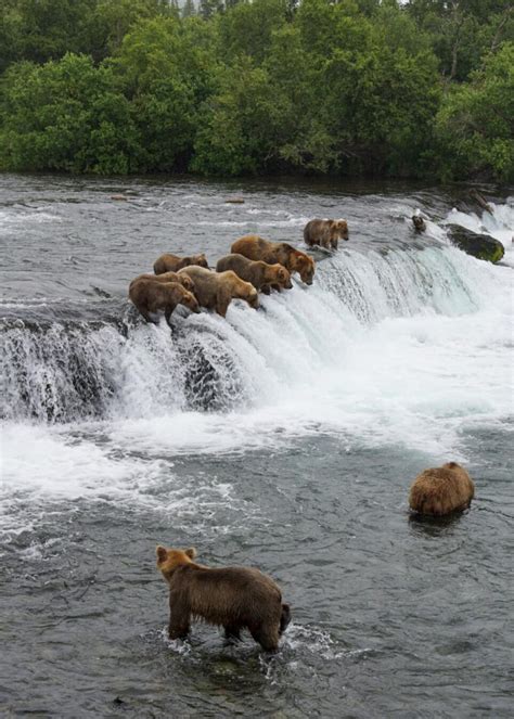 Best Way to Visit Brooks Falls in Katmai National Park: Tips From a ...