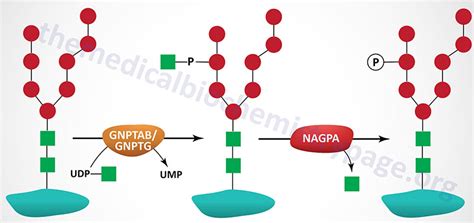 I-Cell Disease, Mucolipidosis II - The Medical Biochemistry Page