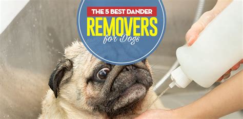 5 Best Dog Dander Treatment Brands in 2020 (To Solve Pet Allergy Issues)