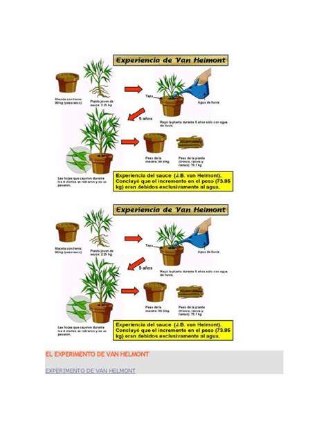 El Experimento de Van Helmont | Nutrición | Nutrientes