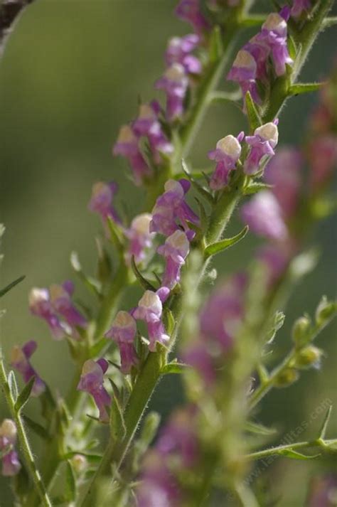 Antirrhinum multiflorum, Multiflowered Snapdragon