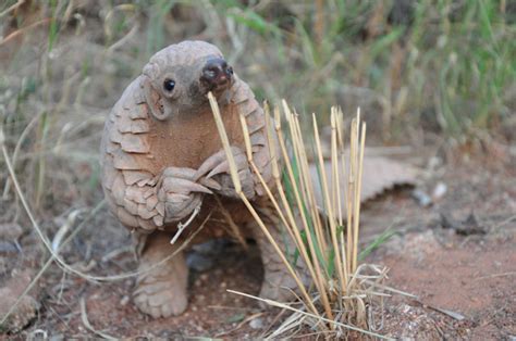 Cute pangolin baby pictures - Africa Geographic