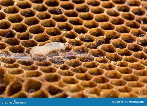 Moth Larvae Stock Images - Download 4,019 Royalty Free Photos