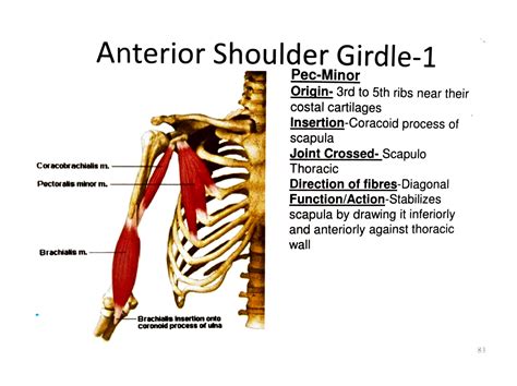 SOLUTION: Shoulder girdle muscles with diagram - Studypool