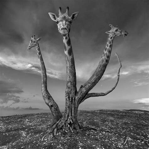 Le surréalisme dans l’objectif de Dariusz Klimczak | #WTB