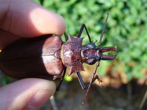 Macrodontia crenata (Olivier, 1795)