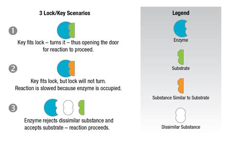 Effects of Inhibitors on Enzyme Activity | Worthington Biochemical