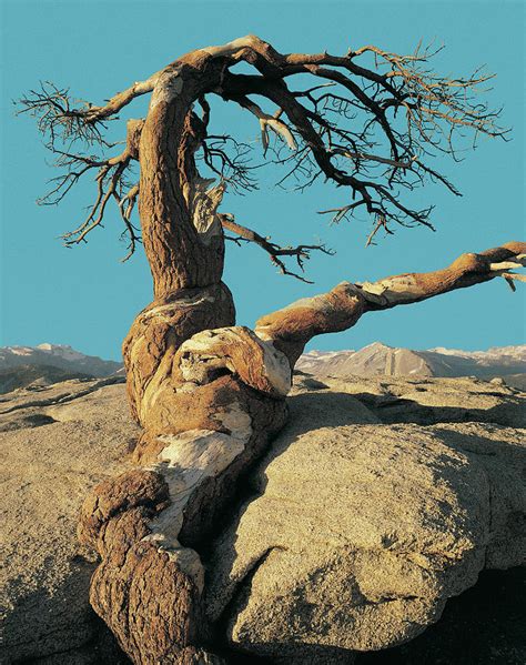 A Jeffrey Pine, Yosemite National Park by Digital Vision.