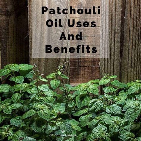 Patchouli Oil Uses And Benefits Beyond Smelling Earthy | All Natural Ideas