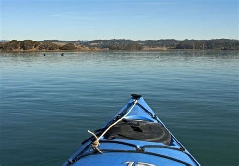 Getting Out: Kayaking Elkhorn Slough | Gilroy Dispatch | Gilroy, California