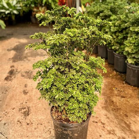 8″ Aralia Parsley – The Plant Factory | Wholesale Plants