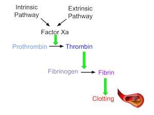 Heparin: Mechanism of Action | Study.com