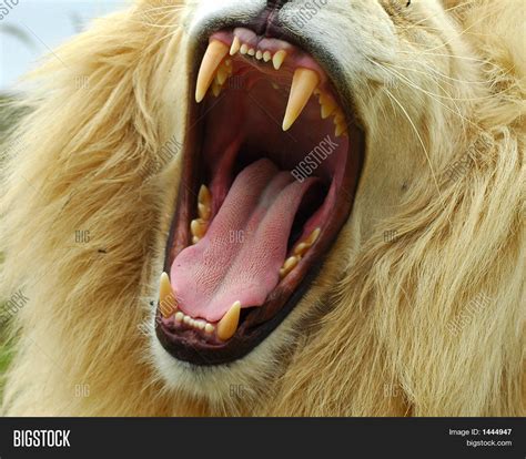 Teeth Lion Image & Photo | Bigstock