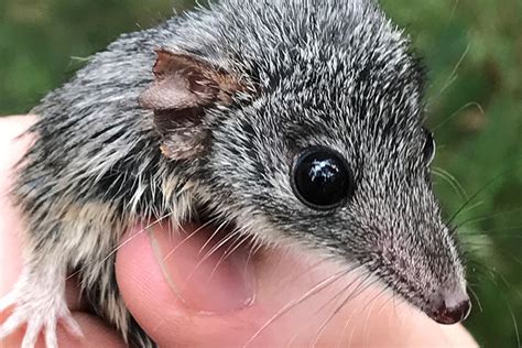 Detection dogs rapidly filling the gaps for rare antechinus species