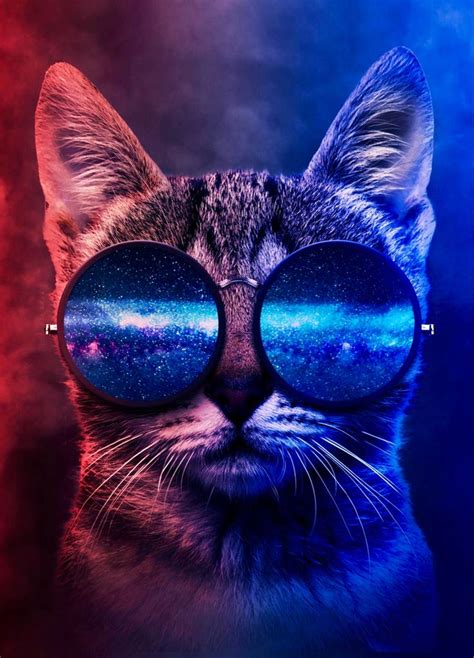 4K Wallpaper HD Ultra Cat with Sunglasses Aesthetic | Fotos de animais engraçados, Fotos de ...