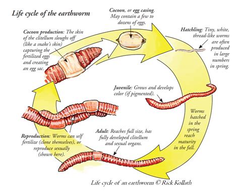 Life cycle of an earthworm | Earthworm Society of Britain