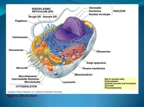 The cellular level of organization